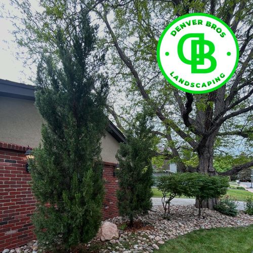 Shrub, Bush & Tree Trimming for Denver Bros Lawn Control in Denver, CO