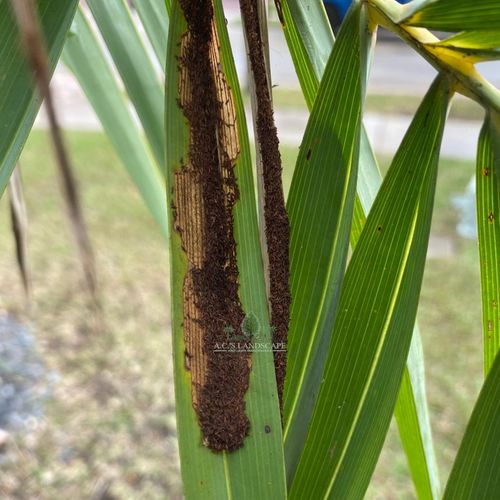 Pesticide Application for Ornamentals for A.C.'s Landscape and Lawn Maintenance in   Coral Springs, FL