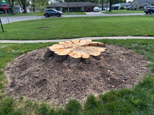 Stump Removal for Conrad's Stump Removal in Columbus, IN