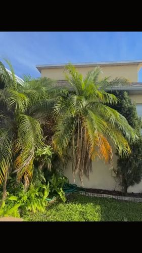 Landscape Design for The Yardman in Tampa, FL