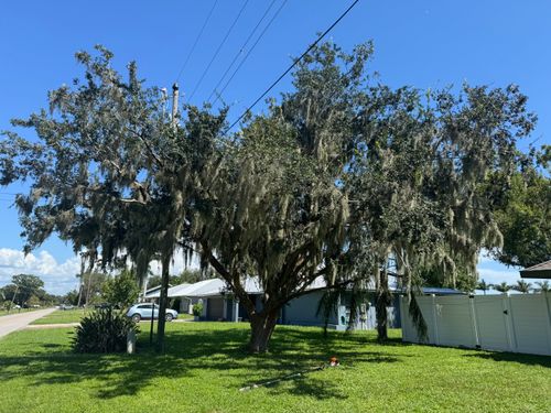Trimming for Adam's Tree and Stump Care in Sarasota, FL