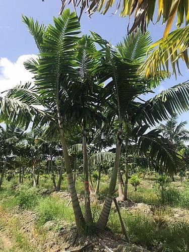 Landscape Design & Installation for Lawn Caring Guys in Cape Coral, FL