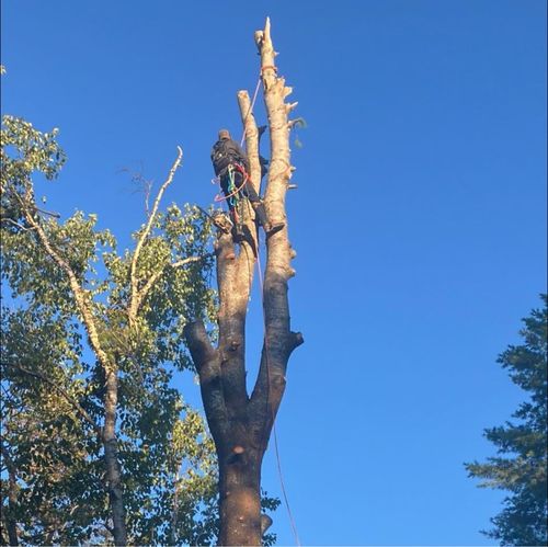 Tree Removal for J&Q Tree Service in Paradise, MI
