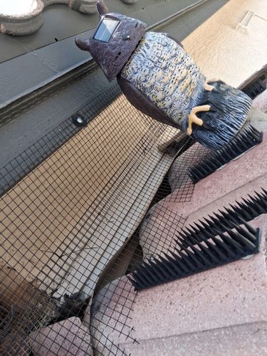 Bird Proofing for Olson & Sons Contracting in Mesa, AZ