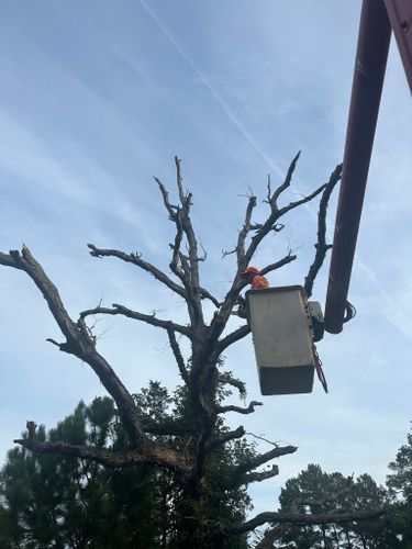 Tree Removal for Cowboys TREE Company in Chesapeake, VA