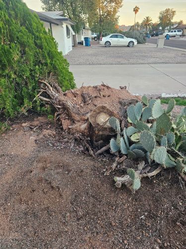 Tree Removal for T's Tree Service and Firewood in Apache Junction, AZ