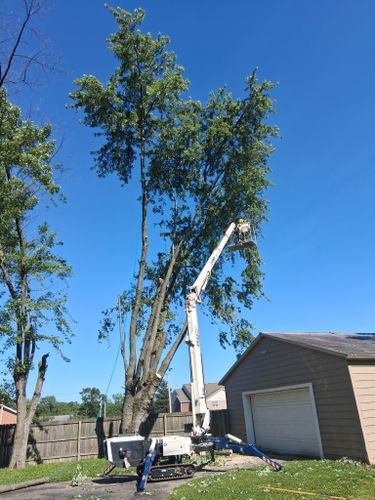 All Photos for Pro Tree Trim & Removal, Llc in Dayton, OH
