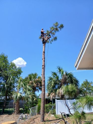 All Photos for A Southern Style Tree Service in Orlando, FL