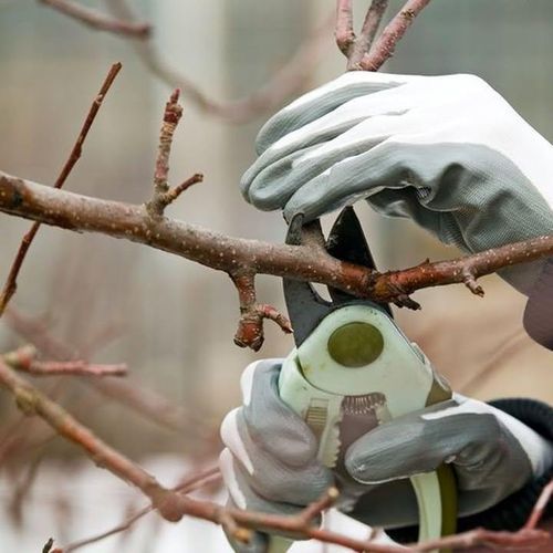 Tree Trimming for Terra Heights Tree Experts & Landscaping  in Grass Valley,  CA