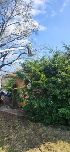 All Photos for Pro Tree Trim & Removal, Llc in Dayton, OH