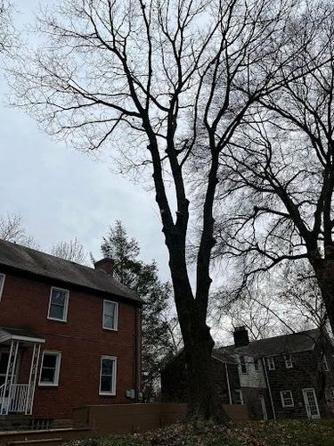  for Gregory Godleski Jr's Tree Service in Wexford, PA