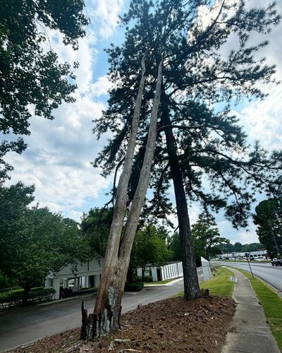  for Kingdom Tree Cuts in Birmingham, AL