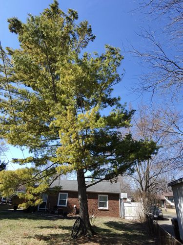 All Photos for Pro Tree Trim & Removal, Llc in Dayton, OH