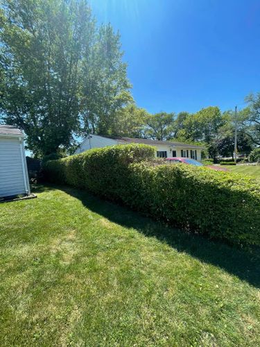 Shrub Trimming for Cromlish Cuts  in Springfield, OH 