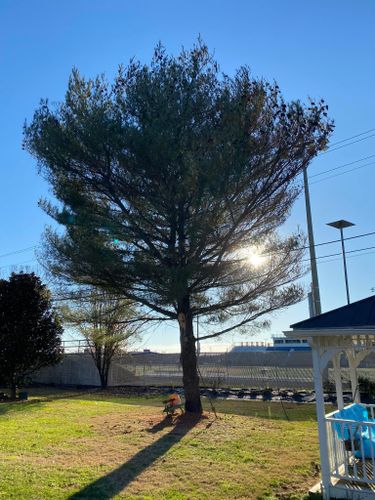 Tree Removal for Atwood’s Tree Care in Liberty,  KY