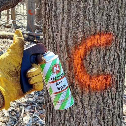 Tree Trimming & Removal for Bluffside Forestry in Cedar Rapids, IA