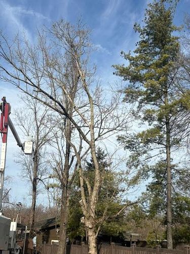  for Dig-It Tree Company in Mason, OH