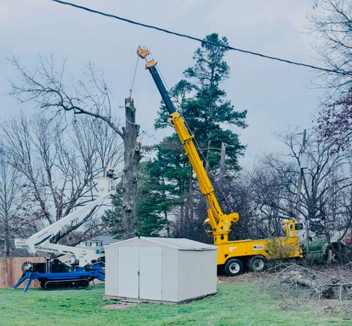 Tree Trimming for Lamb Brothers Clearing in Murray, KY