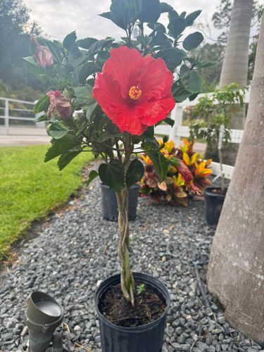 Plant Installation for Lawn Caring Guys in Cape Coral, FL