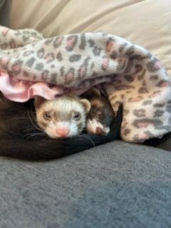 Animal Sanctuary for Sullivan Sanctuary of Maine in Brunswick, ME