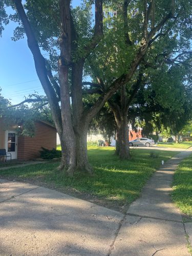 All Photos for Pro Tree Trim & Removal, Llc in Dayton, OH