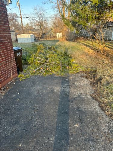 All Photos for Pro Tree Trim & Removal, Llc in Dayton, OH