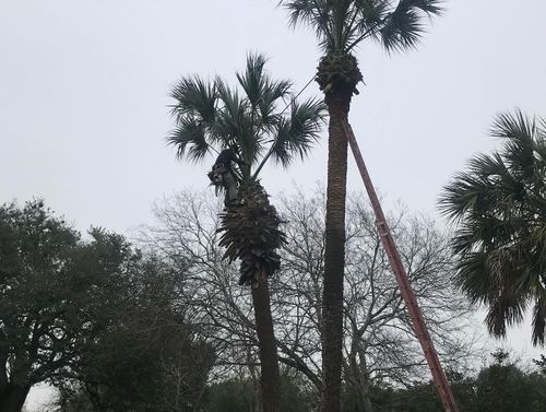 Tree Pruning for Braun Tree Service in Cameron, TX