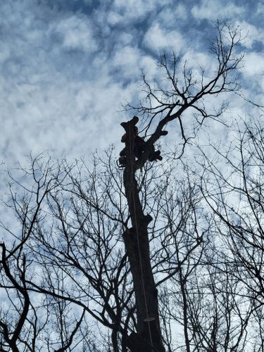 All Photos for AAA Tree Cutting in Shavertown, PA