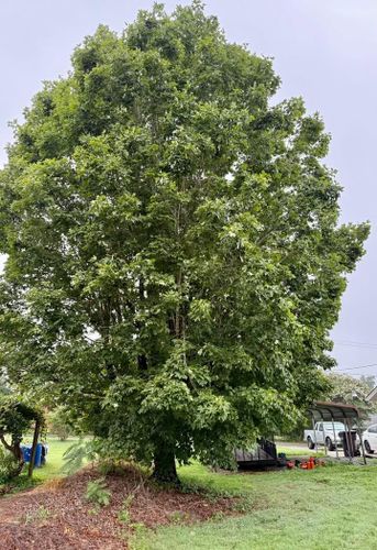 Tree Trimming for Down South Tree Care and Landscaping in Maiden, NC
