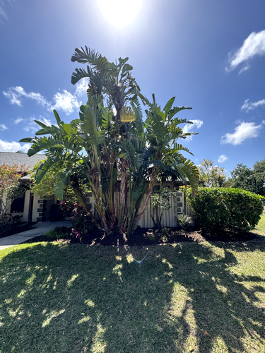 Lawn Maintenance for Florida Pro Turf in Rockledge, FL