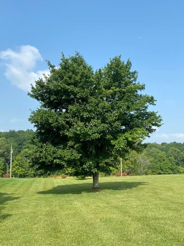 Tree Removal for Atwood’s Tree Care in Liberty,  KY