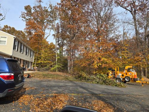 Tree Removal for W D Giampa Lawns and Landscape Inc. in Manassas, VA