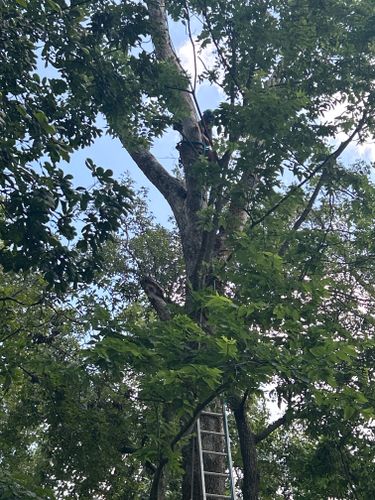 Tree Pruning for Stinger Tree Service in Belleville, IL