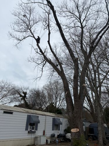  for Tidewater Tree Service in Chesapeake, VA