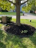 Tree Removal for Castle JR Landscaping & Painting LLC in Cincinnati, OH