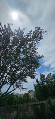  for Servin's Tree Care  in Houston, TX