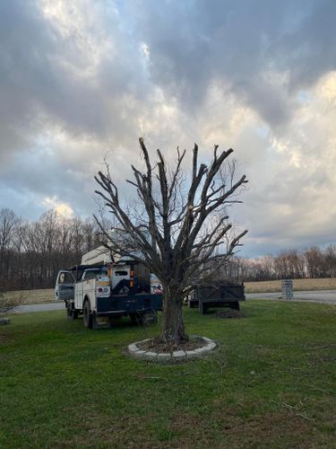 Fall and Spring Clean Up for Atwood’s Tree Care in Liberty,  KY