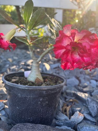 Plant Installation for Lawn Caring Guys in Cape Coral, FL