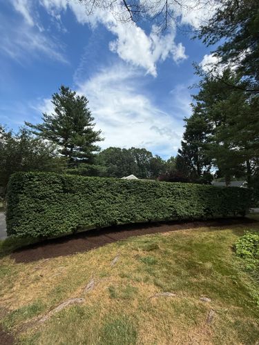 Shrub Trimming for Blades of Glory LLC in Cheshire, CT