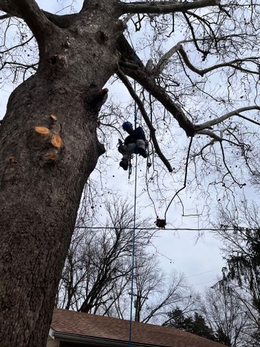 Tree Pruning for Stinger Tree Service in Belleville, IL