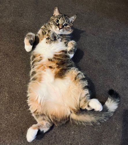 Animal Sanctuary for Sullivan Sanctuary of Maine in Brunswick, ME