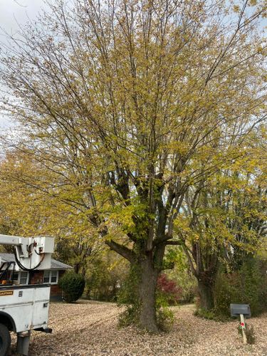 All Photos for Atwood’s Tree Care in Liberty,  KY