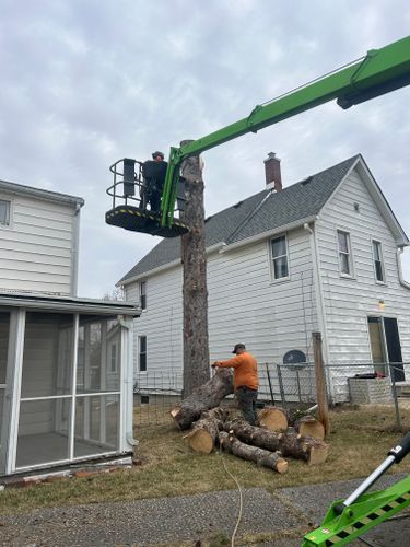 Tree Removal for Fransen's Tree Service  in Freeport, IL