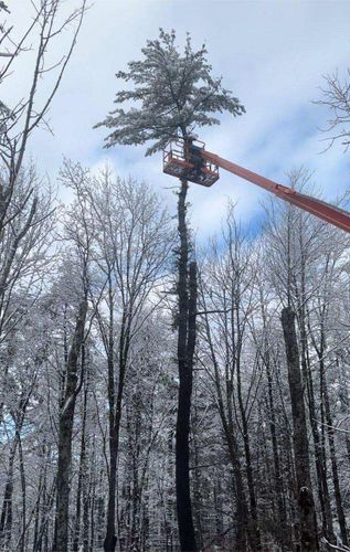 All Photos for Blue Ribbon Tree Service in Gilford, NH
