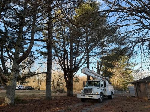  for McBee’s Tree Service in Sewanee, TN