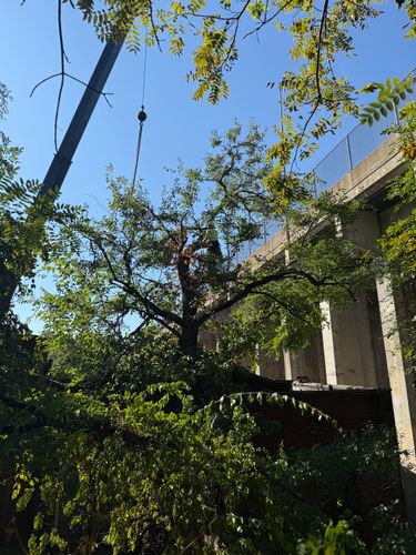  for TLC Professional Tree Service in Bedford, TX