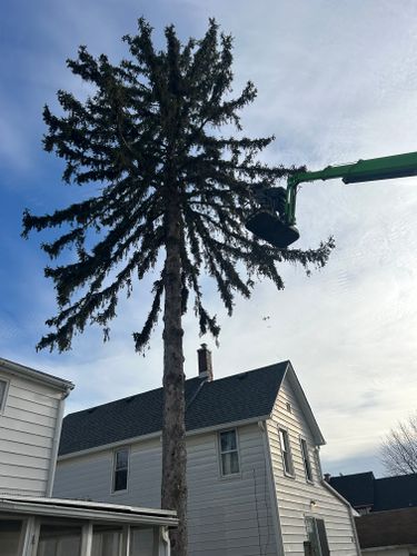 Tree Trimming for Fransen's Tree Service  in Freeport, IL