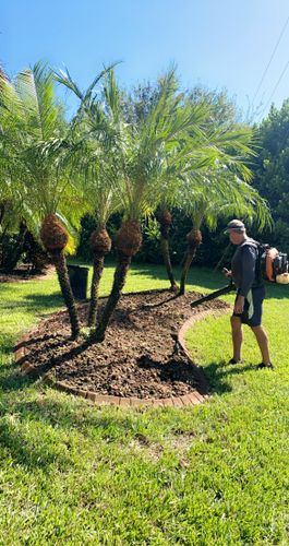 Tree Trimming for MX Trees LLC in Englewood, FL