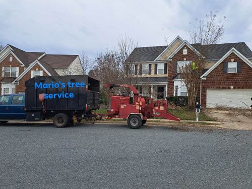 All Photos for Mario's Tree Service in Richmond, VA