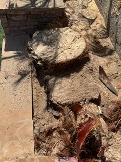 Stump Removal for Patriot Tree Service in Mesa, AZ